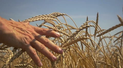 Farmer and ripe wheat Video stock 57085987