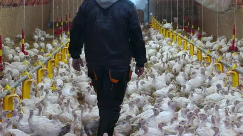 Farmer and small turkeys on farm Stock Footage