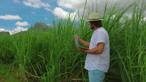 Farmer and Technology, farmer stand in sugar cane field. Young agronomist with Stock Footage 173407329