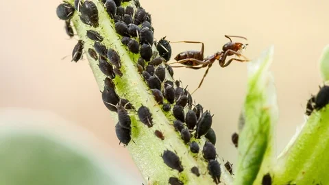 Farmer ant is milking the flock of aphids on plant stem. Stock Footage 90097774