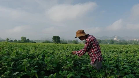 Farmer are recording data in soybean field. Slow motion Stock Footage 117848053