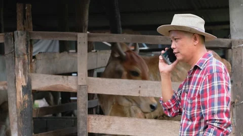 Farmer are using a smartphone on background cow in cow stall. Stock Footage 135670282