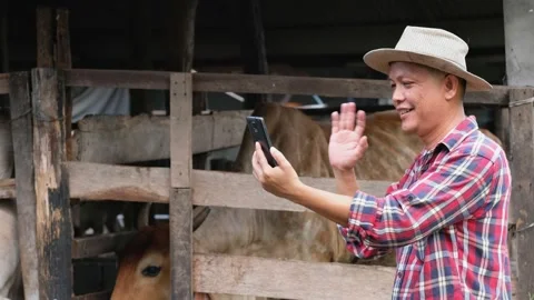 Farmer are using a smartphone on background cow in cow stall. Stock Footage 135670464