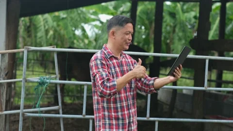 Farmer are using a tablet on background cow in cow stall. Stock Footage 135670445