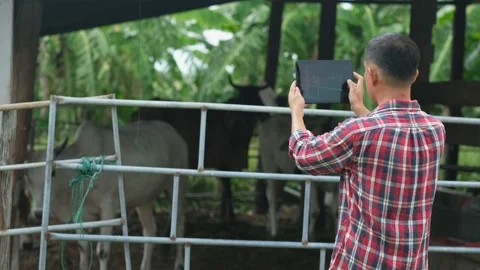 Farmer are using a tablet on background cow in cow stall. Stock Footage 135670597