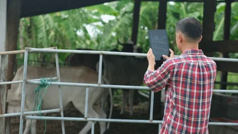Farmer are using a tablet on background cow in cow stall. Stock Footage 135670662