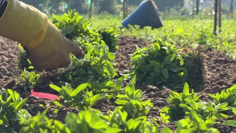 A farmer arranges a bundle of basil seedlings beside planting rows before 動画素材 331866009