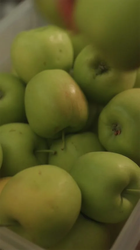 Farmer arranging fresh green apples from orchard into box Stockbeeldmateriaal 342818917