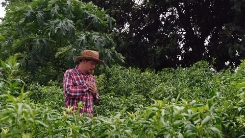 Farmer asia having heart attack, needs first aid. Heart failure Stock Footage 115337639