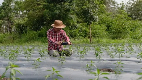 Farmer asia use a smartphone in chilli crop field Stock Footage 114895053