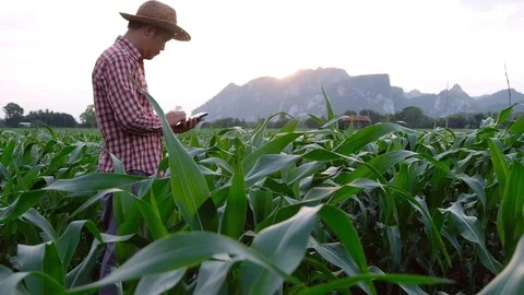 Farmer asia use a smartphone in corn crop field Stock Footage
