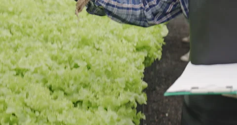 Farmer Asian are checking structure of hydroponics vegetable industry. Stock Footage 163091299