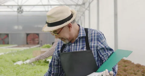 Farmer Asian are checking structure of hydroponics vegetable industry. Stock Footage 163091311