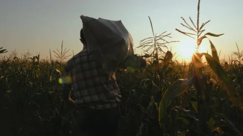 Farmer with bag of corn in the field Stock Footage 134631902