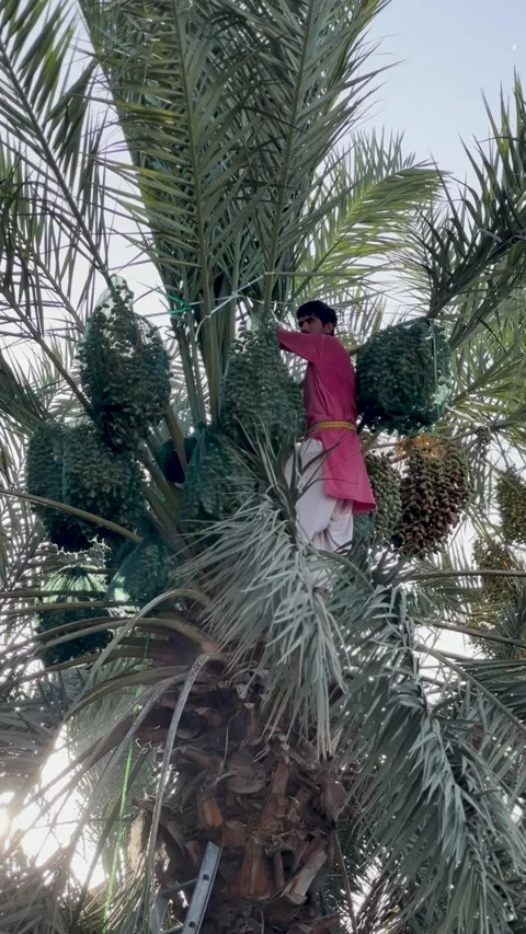 Farmer Bagging Dates on Palm Tree Vidéo 337240827
