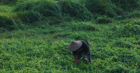 Farmer in Bali working in field Stock Footage 146661174