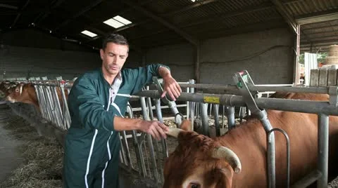 Farmer in barn talking to camera Video stock 14833778