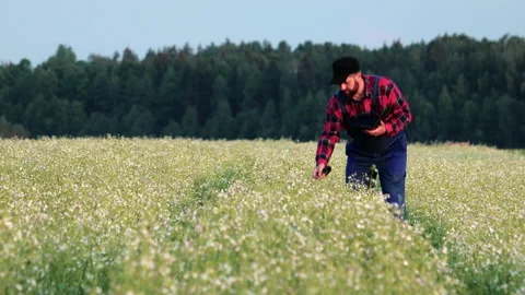 Farmer with a beard in working clothes sniffs the flower of a buckwheat plant on 스톡 동영상 133718572