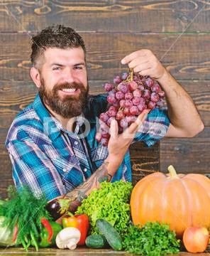 Farmer bearded guy with homegrown harvest on table hold grapes. Farmer proud of Stock Photos