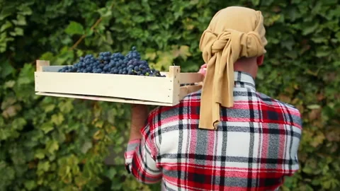 The farmer bears the grapes Video stock 139445848