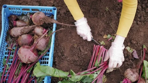 Farmer on beet plantation. Sorting and putting in the box ripe beetroots. Video stock 140608673