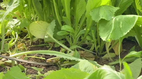A farmer bends low while cutting Brassica juncea leaves in a cultivated plot Stock-Footage 328357357