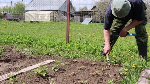 Farmer bent over and weeded a bed of strawberries Vidéo 310097105
