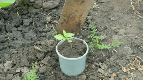 Farmer boots hand picks up seedlings and a shovel in a pot. fresh young plants. Stock Footage 155361443