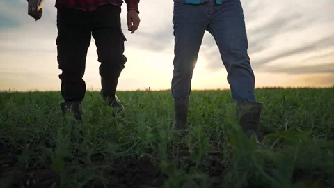 Farmer boots step on crops. Man holds laptop watching field. Rural men walk at Stock Footage 346239445