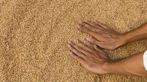 Farmer Both Hands with Wheat Grains  Agriculture Concept Stock Footage 318155461