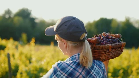 Farmer with a box of cherries walks along the garden Stock Footage 115989346