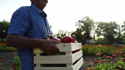Farmer with a box of goods on a farm plot Vídeos de archivo 323164350