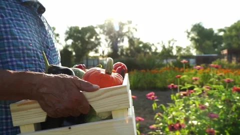 Farmer with a box of goods on a farm plot Vídeos de archivo 323164615