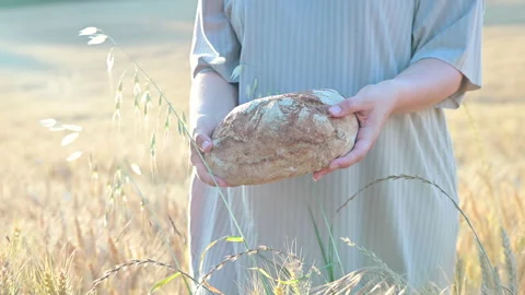 Farmer with bread in a wheat field. Sunbeams in the frame at sunset and a man in Stock Footage 156496095