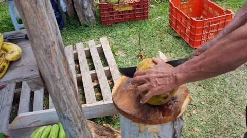 Farmer breaks a coconut with a machete to drink its water in the Anton Valley Stock Footage 343784531