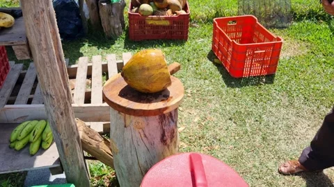 Farmer breaks a coconut in two to deliver it to a buyer in the Anton Valley Stock Footage 343784070