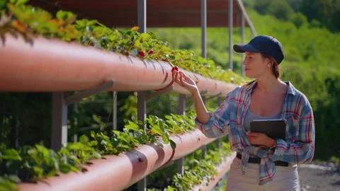 Farmer breeding strawberries and checking the harvest Stock Footage 168271036