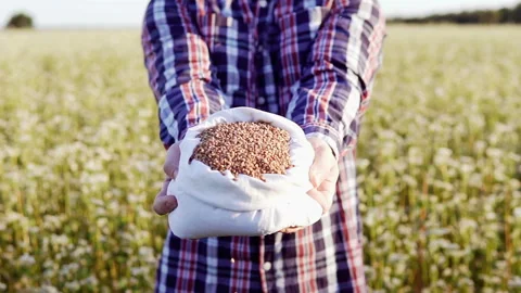 Farmer on the buckwheat field Stock Footage 93538504
