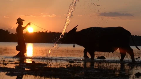 Farmer with buffalo at sunset background Stock Footage 97582545