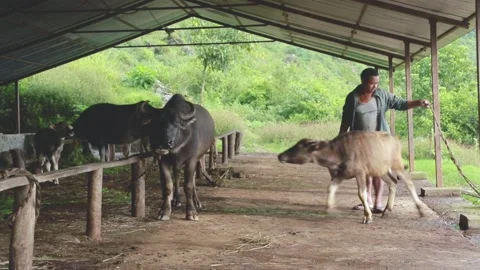 Farmer with buffalos in a farm Stock Footage 156010546