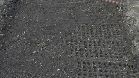 Farmer buries seeds using rake garden tool. Stock Footage 64959075