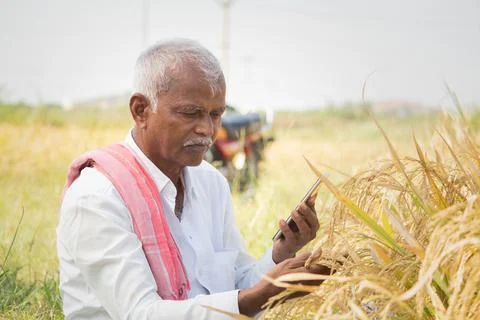 Farmer busy checking the crop yield and pests by using mobile Phone - Concept Stock Photos