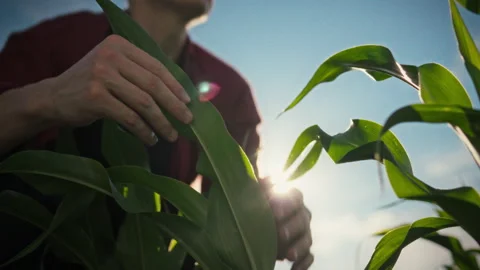 A farmer in a cap observes corn crops against a blurred background. A close- Stock Footage 340783062