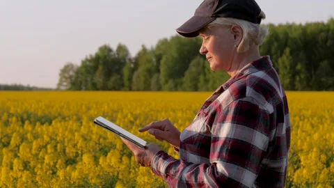 Farmer in cap reviews canola fields at sunset uses precision tools Stock Footage 330159201