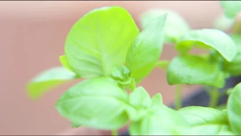 Farmer carefully carrying sapling Stock Footage 76140163