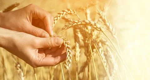 The farmer carefully checks the quality of the crop. Stock Photos
