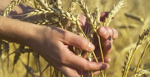 The farmer carefully checks the quality of the crop. Stock Photos