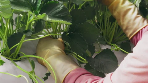 Farmer Caring for Strawberry Plants by Pruning Redundant Branches 스톡 동영상 307813845