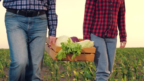 Farmer carries box vegetables across field sunset, organic vegetables sale Stock Footage 245259366