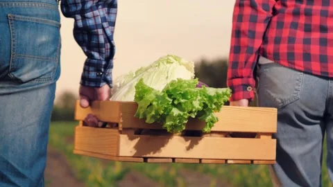 Farmer carries box vegetables field, teamwork, business team, go boots field Stock Footage 245584993